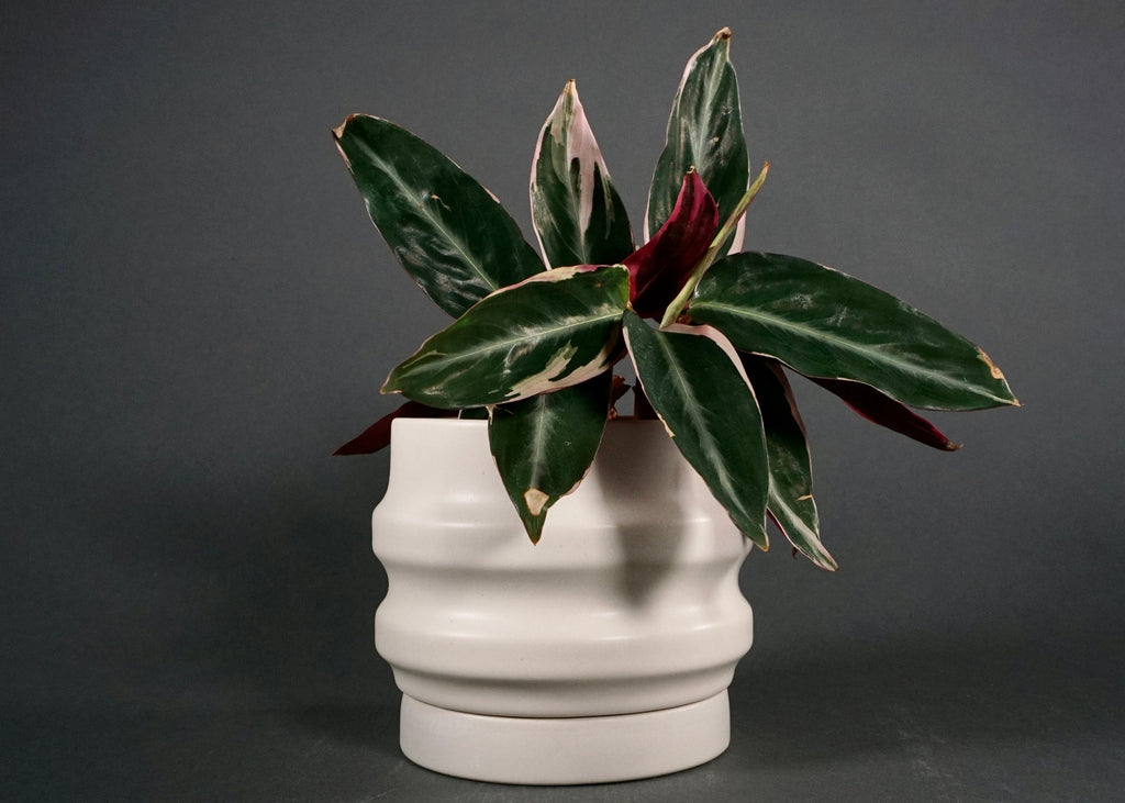 Primera Deep-Ridged Ceramic Planters