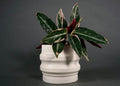 Primera Deep-Ridged Ceramic Planters